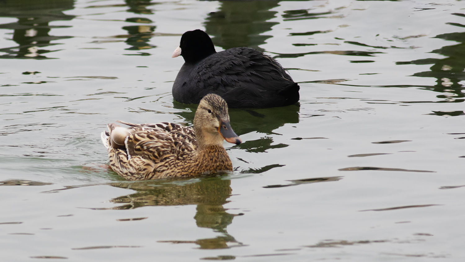 Northern Shoveler